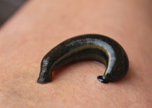 leech, therapy, treatment, entomology, macro, leech, leech, leech, leech, leech-1055446.jpg